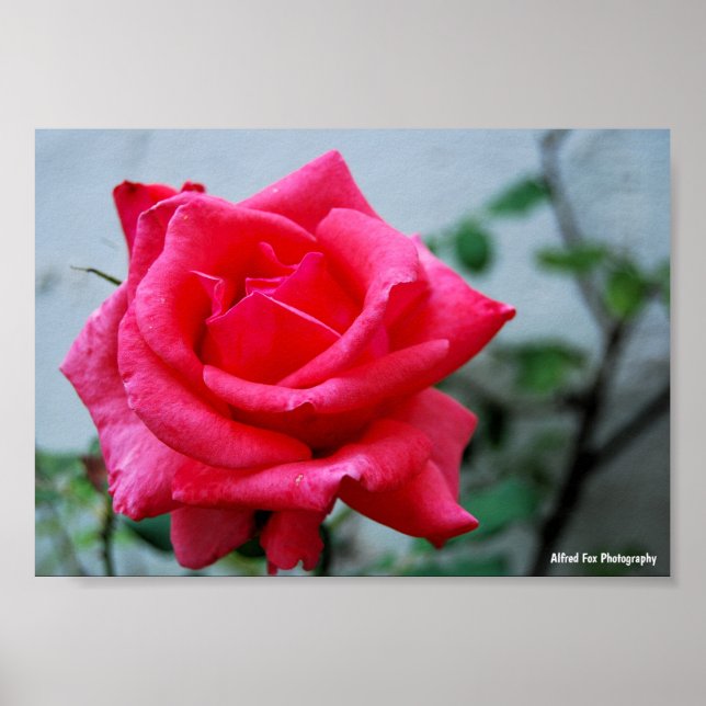 Affiche Portrait de rose florale rose (Devant)