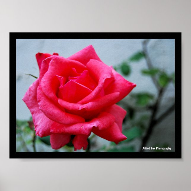 Affiche Portrait de rose florale rose (Devant)