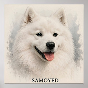 Affiche Portrait de Samoyède Chien Arctique Sourire