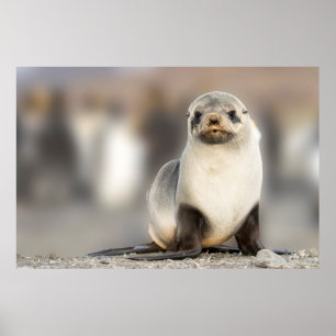 Affiche Portrait de Seal Pup sur la plage