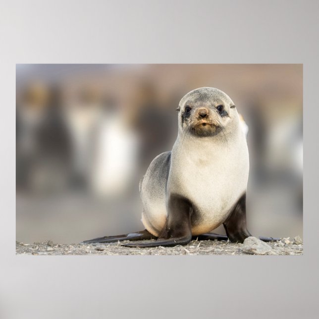 Affiche Portrait de Seal Pup sur la plage (Devant)