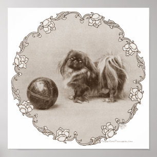 Affiche Portrait de Sepia Pekingese