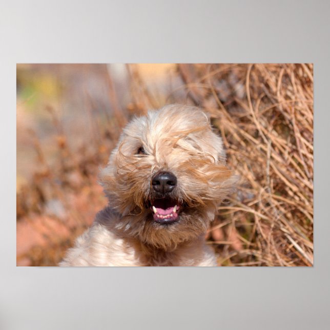 Affiche Portrait de Terrier Wheaten à poil doux (Devant)