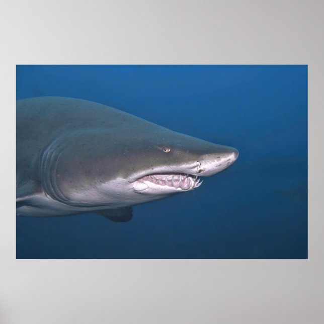 Affiche Portrait de tigre de sable (Devant)