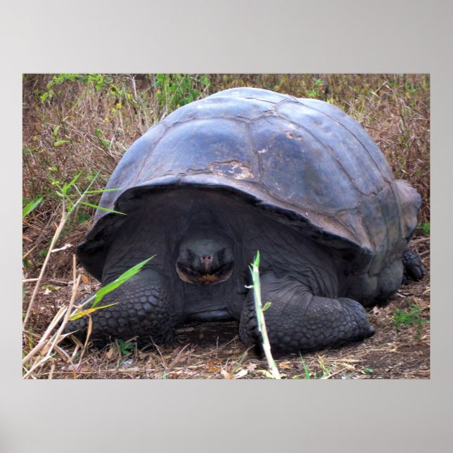 Affiche Portrait de tortue (Devant)