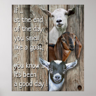 Affiche Portrait de trois chèvres - Jolie odeur comme une