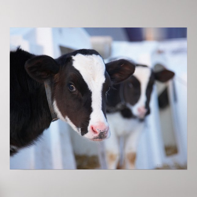 Affiche Portrait de vache (Devant)