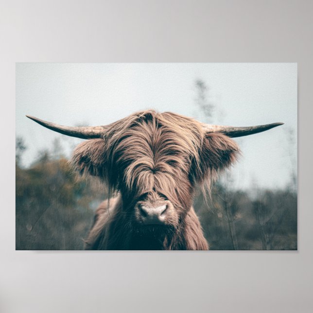 Affiche Portrait de vache Highland (Devant)