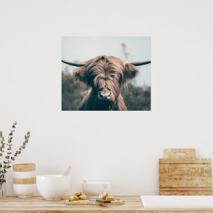 Affiche Portrait de vache Highland