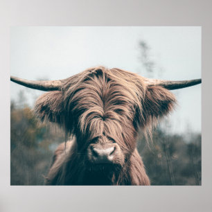 Affiche Portrait de vache Highland