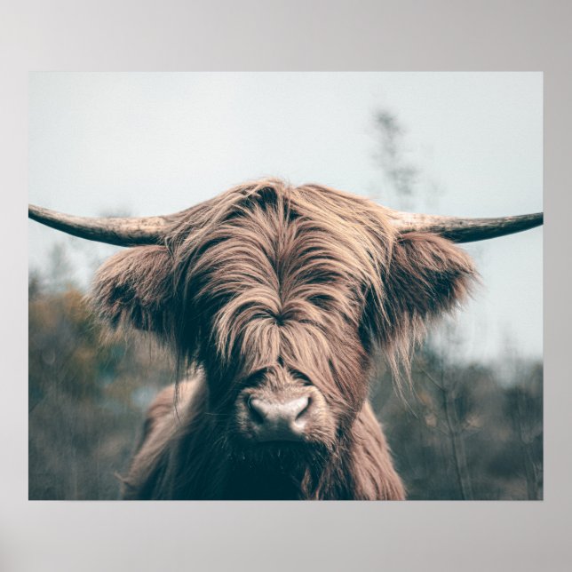 Affiche Portrait de vache Highland (Devant)