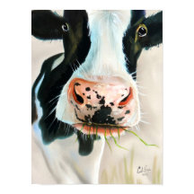 Portrait de vache noir et blanc