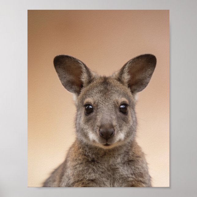 Affiche Portrait de Wallaby Bébé – Mur d'animaux de nurser (Devant)