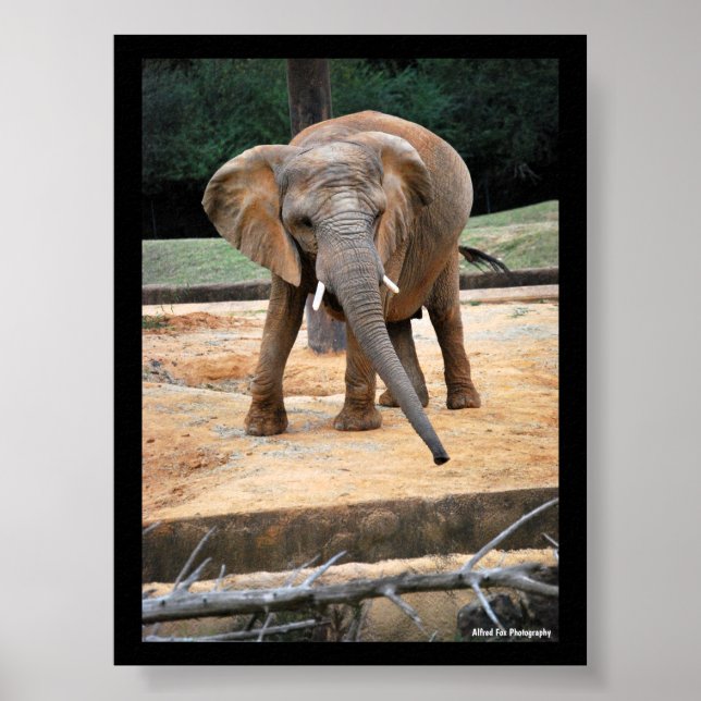 Affiche Portrait d'éléphant d'Afrique (Devant)