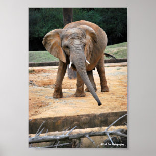 Affiche Portrait d'éléphant d'Afrique