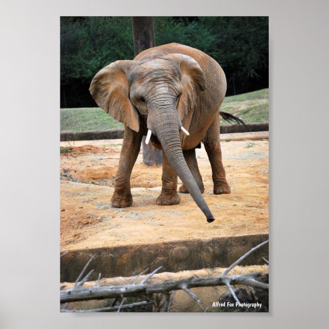 Affiche Portrait d'éléphant d'Afrique (Devant)