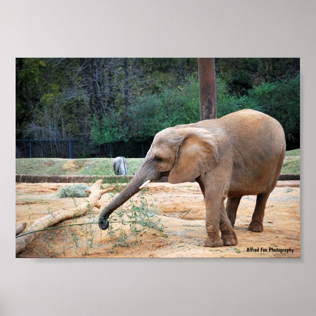 Affiche Portrait d'éléphant d'Afrique dans un parc (Devant)