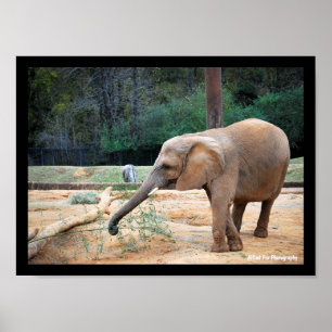 Affiche Portrait d'éléphant d'Afrique dans un parc