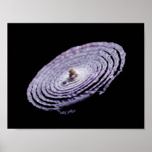 Affiche Portrait d'oignon rouge