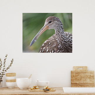 Affiche Portrait d'oiseau de Floride près de Limpkin