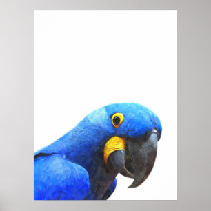Affiche Portrait d'oiseau tropical perroquet bleu