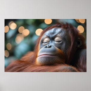 Affiche Portrait d'orang-outan sauvage se relaxant 