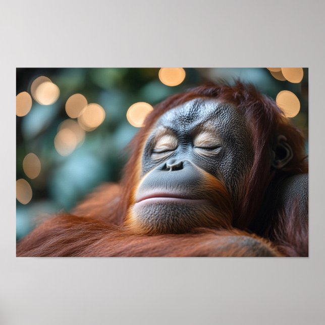 Affiche Portrait d'orang-outan sauvage se relaxant  (Devant)