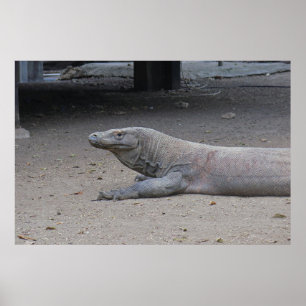 Affiche Portrait Dragon