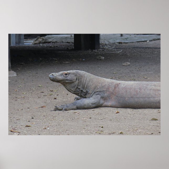 Affiche Portrait Dragon (Devant)