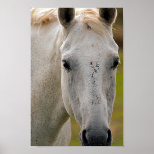 Affiche Portrait du cheval blanc