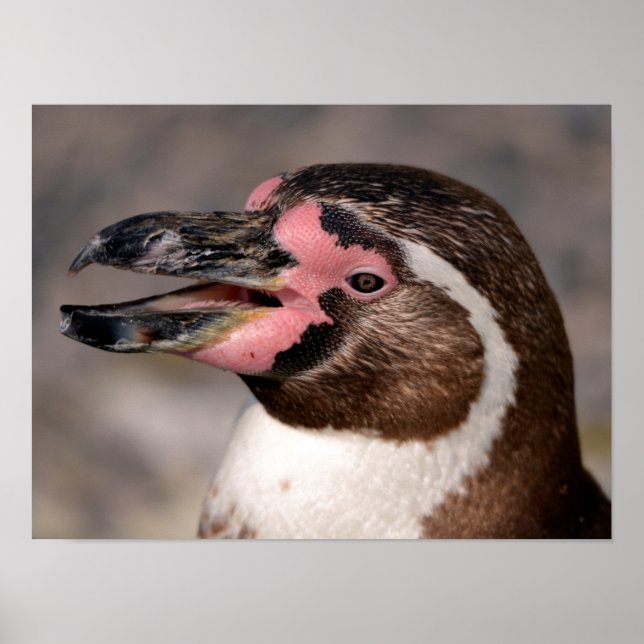 Affiche Portrait du manchot de Humboldt (Devant)