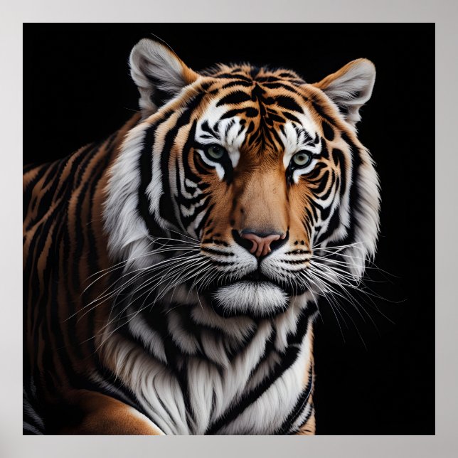Affiche Portrait du tigre (Devant)