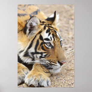 Affiche Portrait du tigre du Bengale royal, Ranthambhor