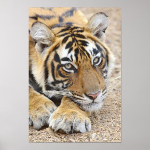 Affiche Portrait du Tigre royal du Bengale, Ranthambhor 4