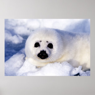 Affiche Portrait d'un bébé phoque commun