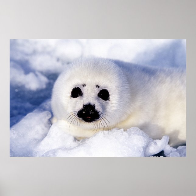 Affiche Portrait d'un bébé phoque commun (Devant)