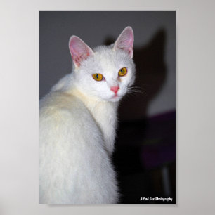 Affiche Portrait d'un chat blanc