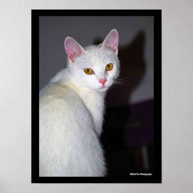 Affiche Portrait d'un chat blanc (Devant)
