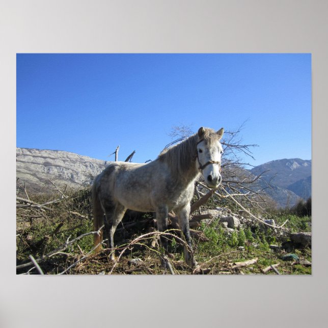 Affiche Portrait d'un cheval (Devant)