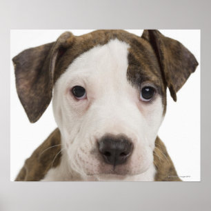 Affiche Portrait d'un chiot pitbull