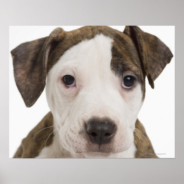 Affiche Portrait d'un chiot pitbull (Devant)