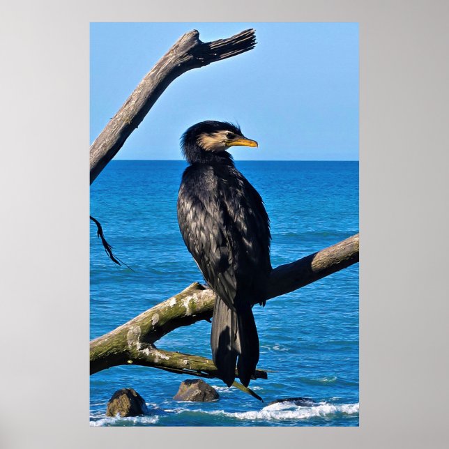 Affiche Portrait d'un Cormorant (Devant)