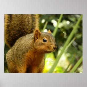 Affiche Portrait d'un Écureuil Photographie de la Nature e