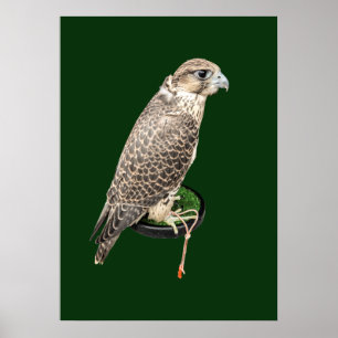 Affiche Portrait D'un Faucon de Chasse Photo Réelle