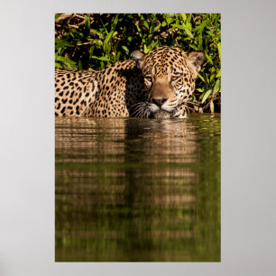 Affiche Portrait d'un jaguar nageant
