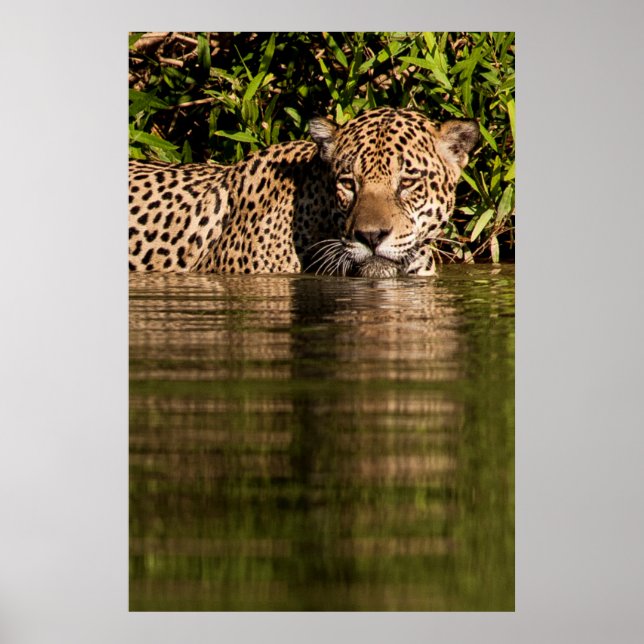 Affiche Portrait d'un jaguar nageant (Devant)