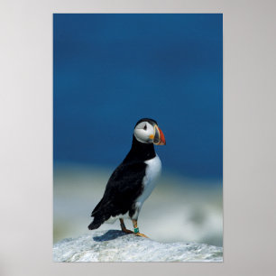Affiche Portrait d'un Macareux atlantique