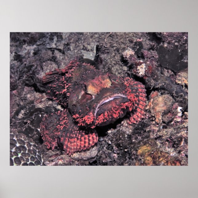 Affiche Portrait d'un poisson-scorpion (Devant)