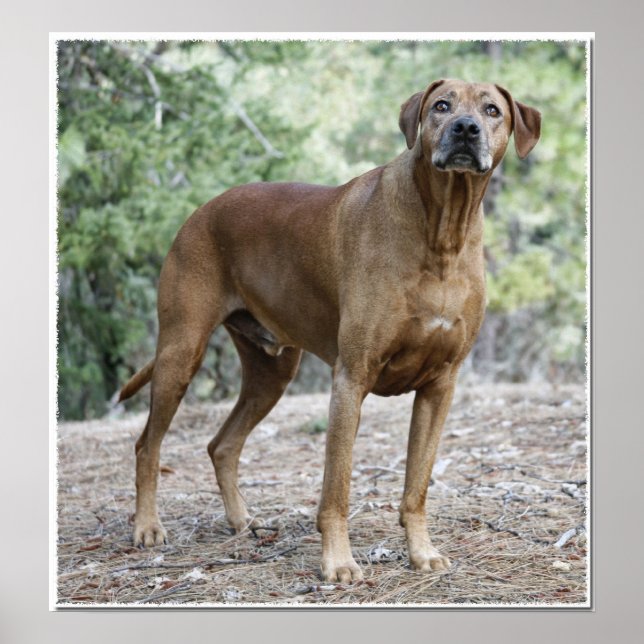 Affiche Portrait d'un Rhodesian Ridgeback (Devant)