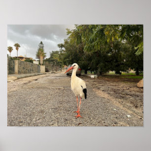 Affiche Portrait d'une cigogne